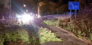 vento piante cadute gualdo tadino