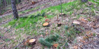 pineta di rigali sascupo