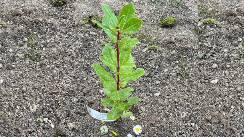 carabinieri forestali istituto bambin gesù 004