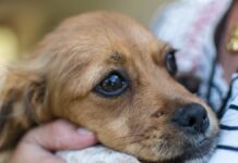 Usl Umbria 1, a novembre canili aperti contro l’abbandono e il maltrattamento degli animali