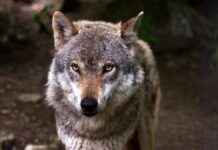 Costacciaro, una passeggiata alla scoperta del lupo appenninico
