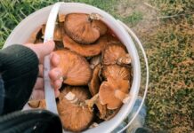 Attenzione ai funghi, ecco dove poter effettuare i controlli gratuiti in Alto Chiascio