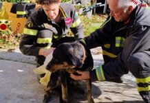 Boschetto, cane finisce in un laghetto artificiale: salvato dai Vigili del Fuoco
