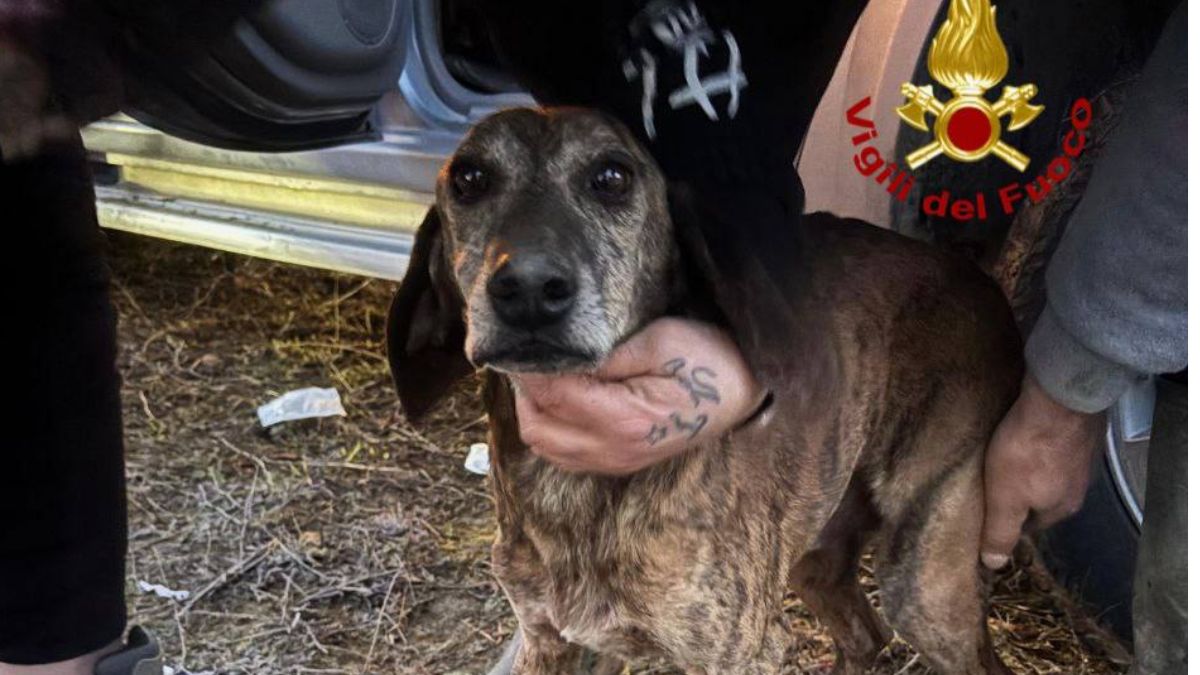 cane segugio estratto da tana