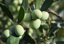 Gualdo Tadino, dal 31 marzo torna il corso di olivicoltura a Rigali. Iscrizioni aperte