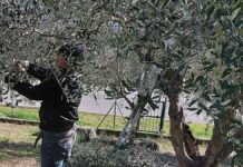 A lezione di olio a Rigali, ultimi posti disponibili per partecipare al corso