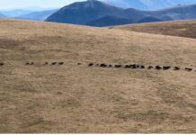 Gualdo Tadino, mandria di 50 cinghiali avvistata sul Monte Penna – VIDEO