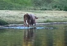 Valsorda, l’Associazione Naturalistica torna a chiedere tutele per il laghetto carsico