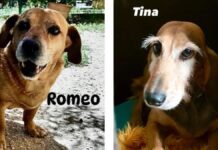 Due cani morti a San Pellegrino, sospetto avvelenamento. Accertamenti in corso