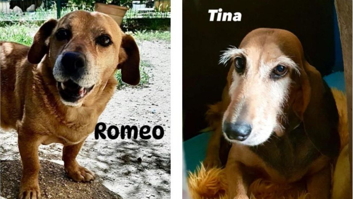 sospetto avvelenamento cani